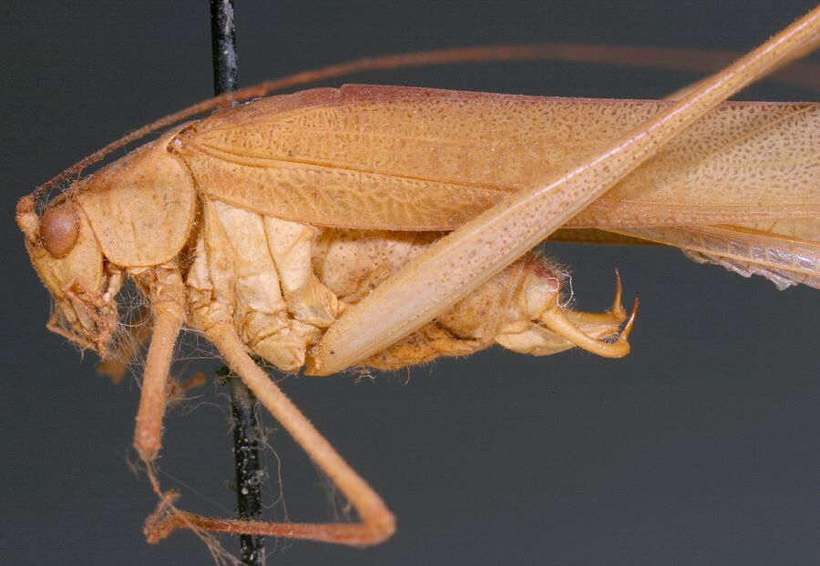 CollectionObject 1517556; dad6a239-84b0-4f59-9bf9-7fb81d81aff4: male, lateral view (holotype). (CollectionObject).