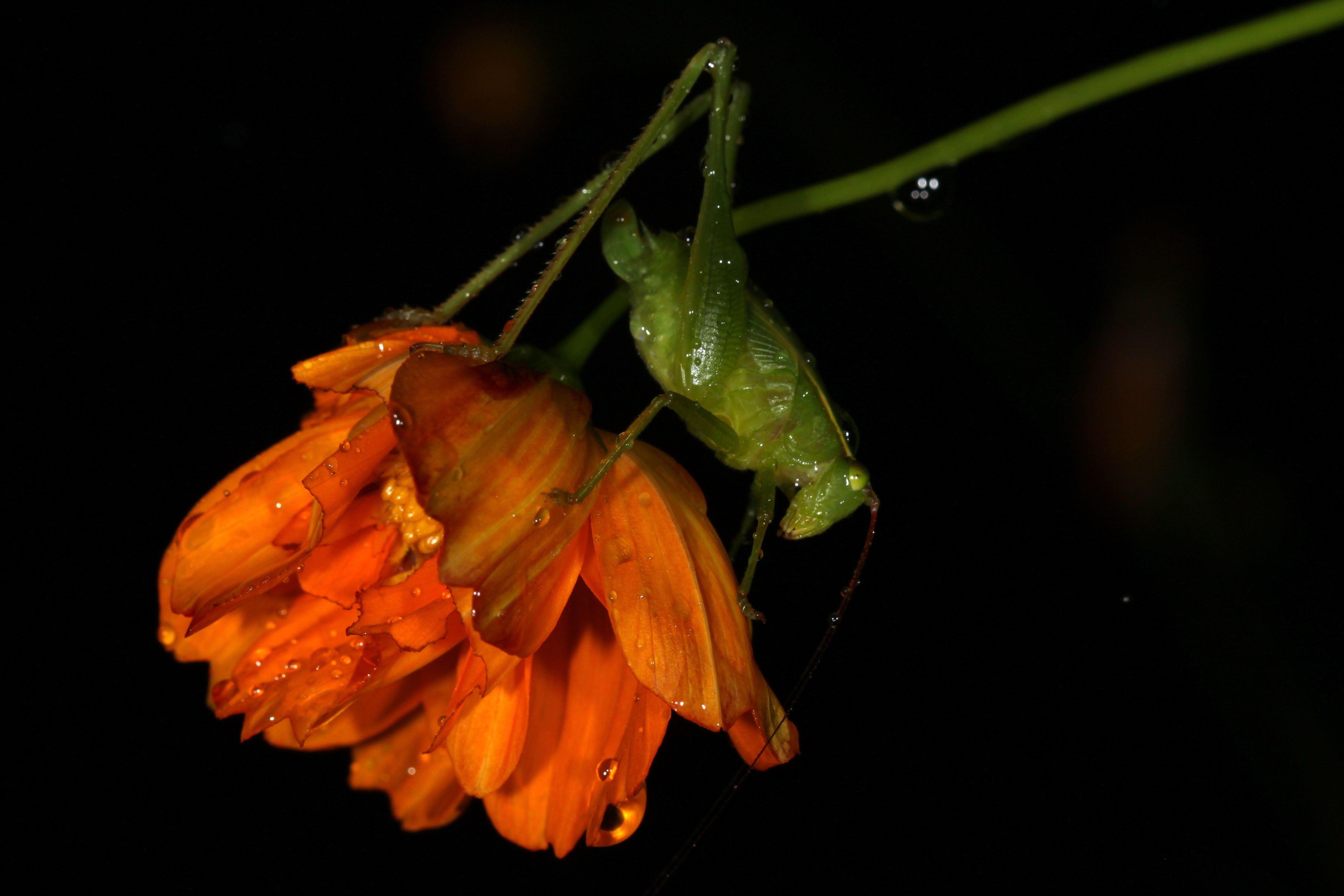 Phaneroptera neglecta (Karny, 1926): nymph, Siargao Island, Philippines, 7/8 April 2018. (Otu).