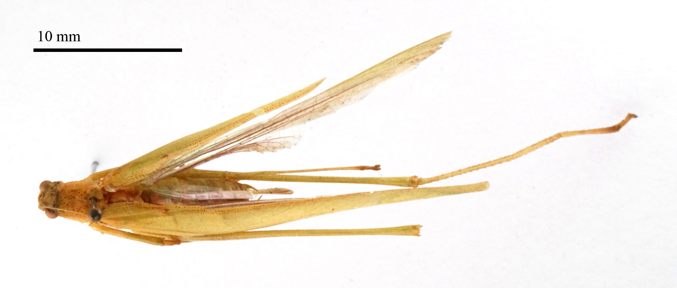 CollectionObject 1476256; 35d2a3fe-aad1-42bd-9f3d-b4ed5586bb48: female, dorsal view (holotype). (CollectionObject).