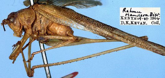 CollectionObject 1517558; 73fc1303-d0de-483a-80b6-273f52477fde: male, lateral view (holotype). (CollectionObject).