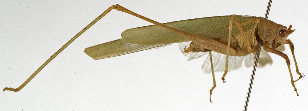 CollectionObject 1529811; 9c961162-5e1c-4ba5-bcb5-f2781fd94cbf: male, lateral view (holotype of Dannfeltia nana). (CollectionObject).