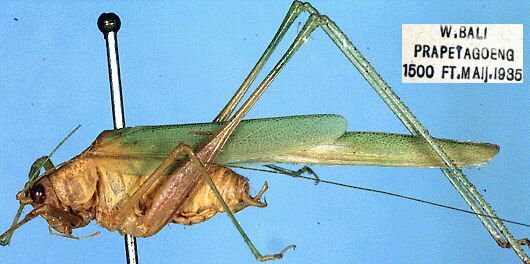 CollectionObject 1599454; 61d4fb02-f81b-4dfe-914d-2adc035a0ae2: male, lateral view (syntype or paratype). (CollectionObject).