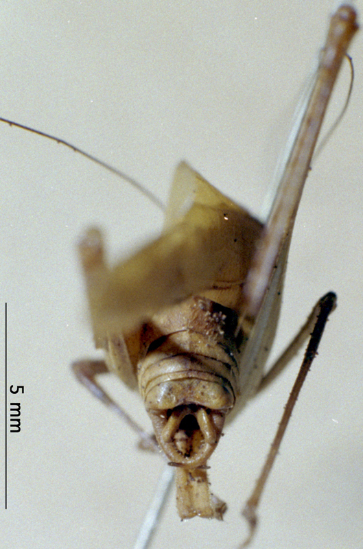 CollectionObject 1503377; MBBJ 3226144, a2182f37-ef36-44e2-9a0d-d424b3c20657: male abdomen tip. (CollectionObject).