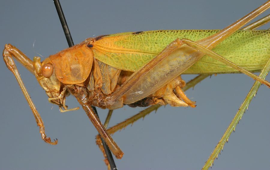CollectionObject 1517561; 2106efab-56f2-4f0a-99b6-ea5792bc477e: male, lateral view (holotype). (CollectionObject).
