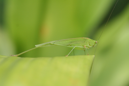 Phaneroptera sparsa Stål, 1857: 2011. male (Kilimanjaro, Kidia, plantation, 1430 m). (Otu).