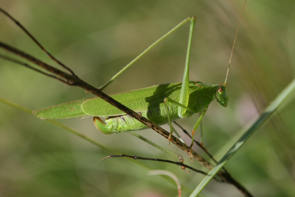Phaneroptera falcata (Poda, 1761): female (Germany, Middle Franconia, Reicheneck). (Otu).
