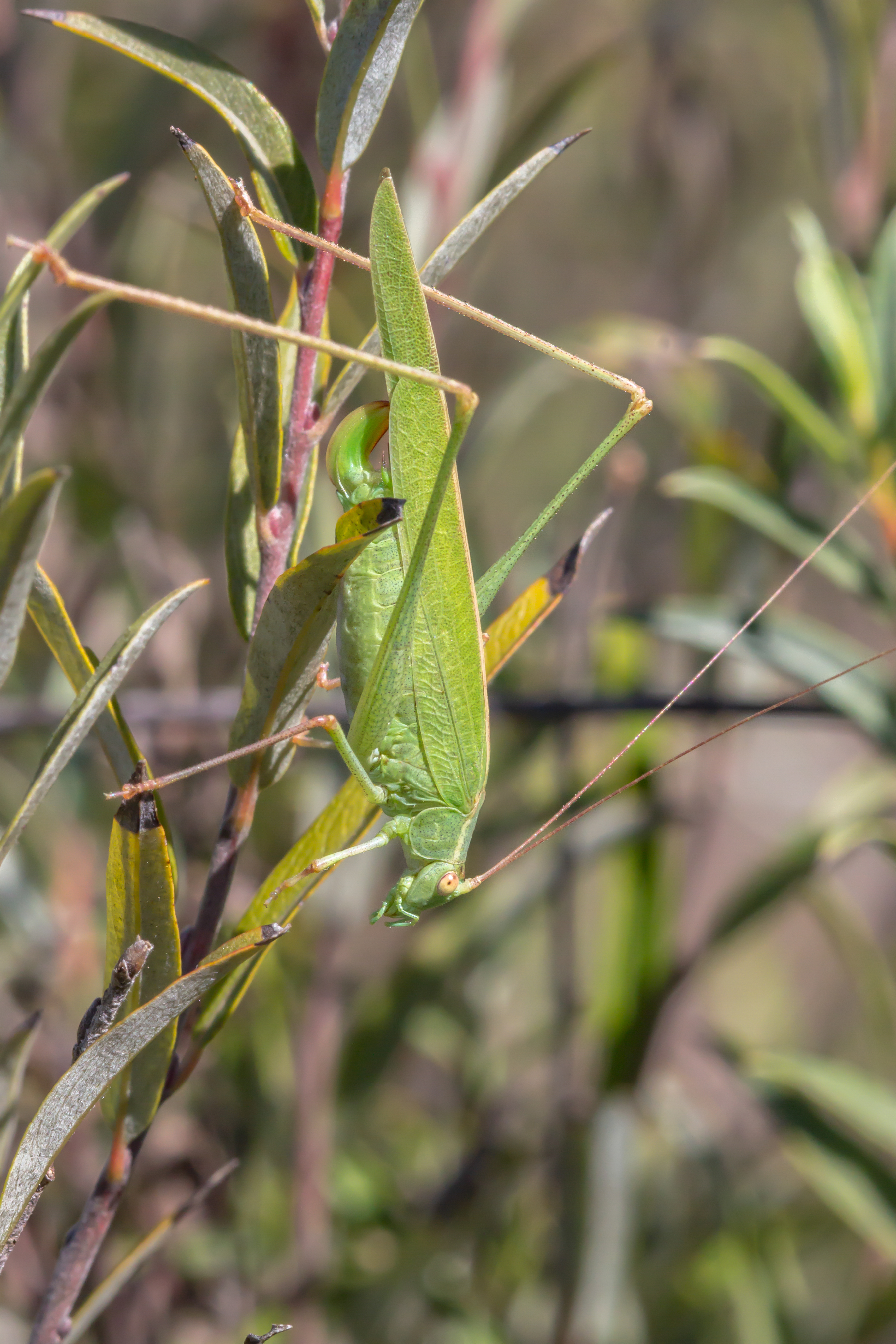 CollectionObject 1598726; 82f7ff81-faa6-4be6-8f79-33c02b43cc70: female. (CollectionObject).