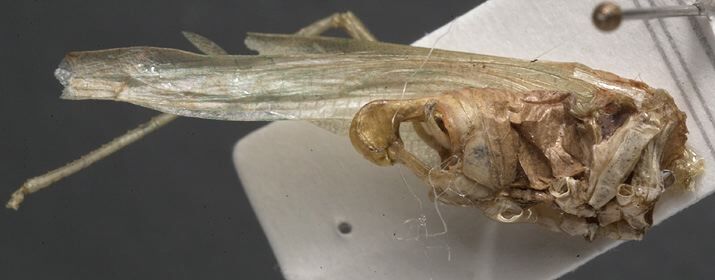 CollectionObject 1505937; 86277989-886e-472f-8dd8-ece127ccfeb5: male, lateral view (holotype). (CollectionObject).