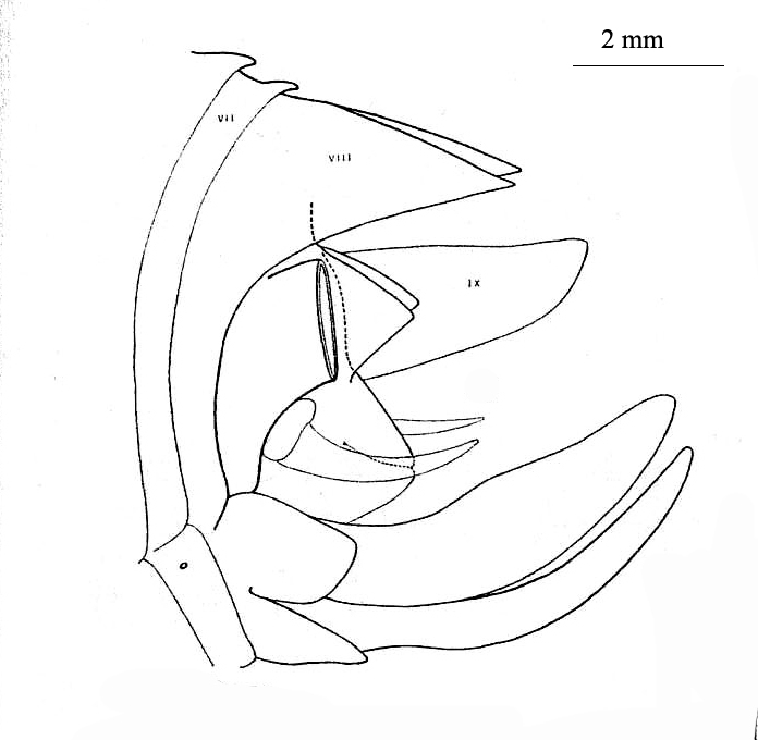Cnemidophyllum (Eupeucestes) citrifolium (Linnaeus, 1758): Figure 47; pag. 215. left lateral view of ovipositor and terminal abdominal segments of females. (Otu).