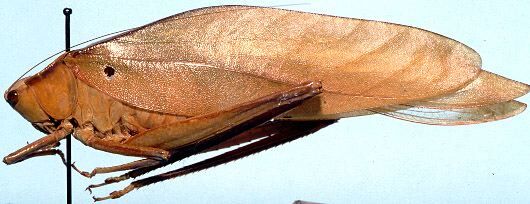 Steirodon (Frontinus) rufolineatum Emsley, 1970: female, lateral view (allotype). (Otu).