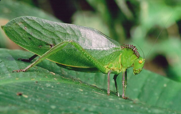 Steirodon (Peucestes) careovirgulatum Emsley, 1970: female (La Selva). (Otu).