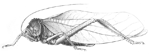 Steirodon (Peucestes) dentatum (Stål, 1874): Pl. XVIII, Fig. 3. female habitus (tegmina 80 mm). (Otu).