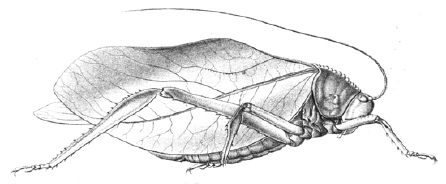 Steirodon (Peucestes) latipennis (Saussure & Pictet, 1898): Pl. XVIII, Fig. 2. female (tegmina length 65 mm). (Otu).
