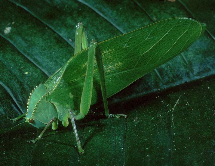Steirodon (Posidippus) stalii (Brunner von Wattenwyl, 1878): male (Costa Rica, La Selva). (Otu).