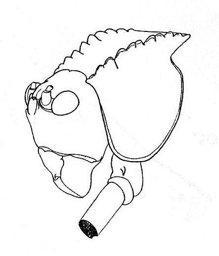 Steirodon (Posidippus) dentiferum Walker, 1869: figure 6, pag. 209. left anterodorsolateral view of head and pronotum. (Otu).