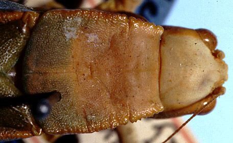 Steirodon (Posidippus) flavolineatum (Bruner, 1915): female head and pronotum, dorsal view (paralectotype). (Otu).