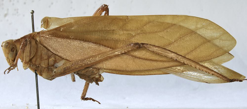 CollectionObject 1539850; 3b3675d5-8d7a-40a4-9df9-d5215a018e11: male habitus, lateral view (holotype). (CollectionObject).
