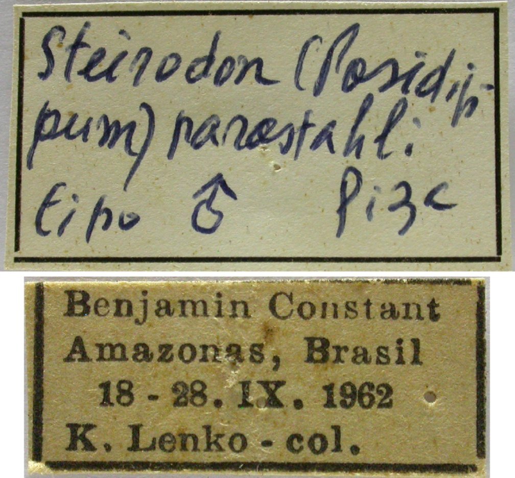 CollectionObject 1542830; 1c6f027f-e204-47bf-bc8b-35b62bf7581c: male, labels (holotype of Steirodon (Posidippum) parastahli). (CollectionObject).