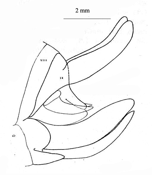 Steirodon (Steirodon) ponderosum Stål, 1873: Fig. 54; p. 215. left lateral view of ovipositor and terminal abdominal segments of females. (Otu).