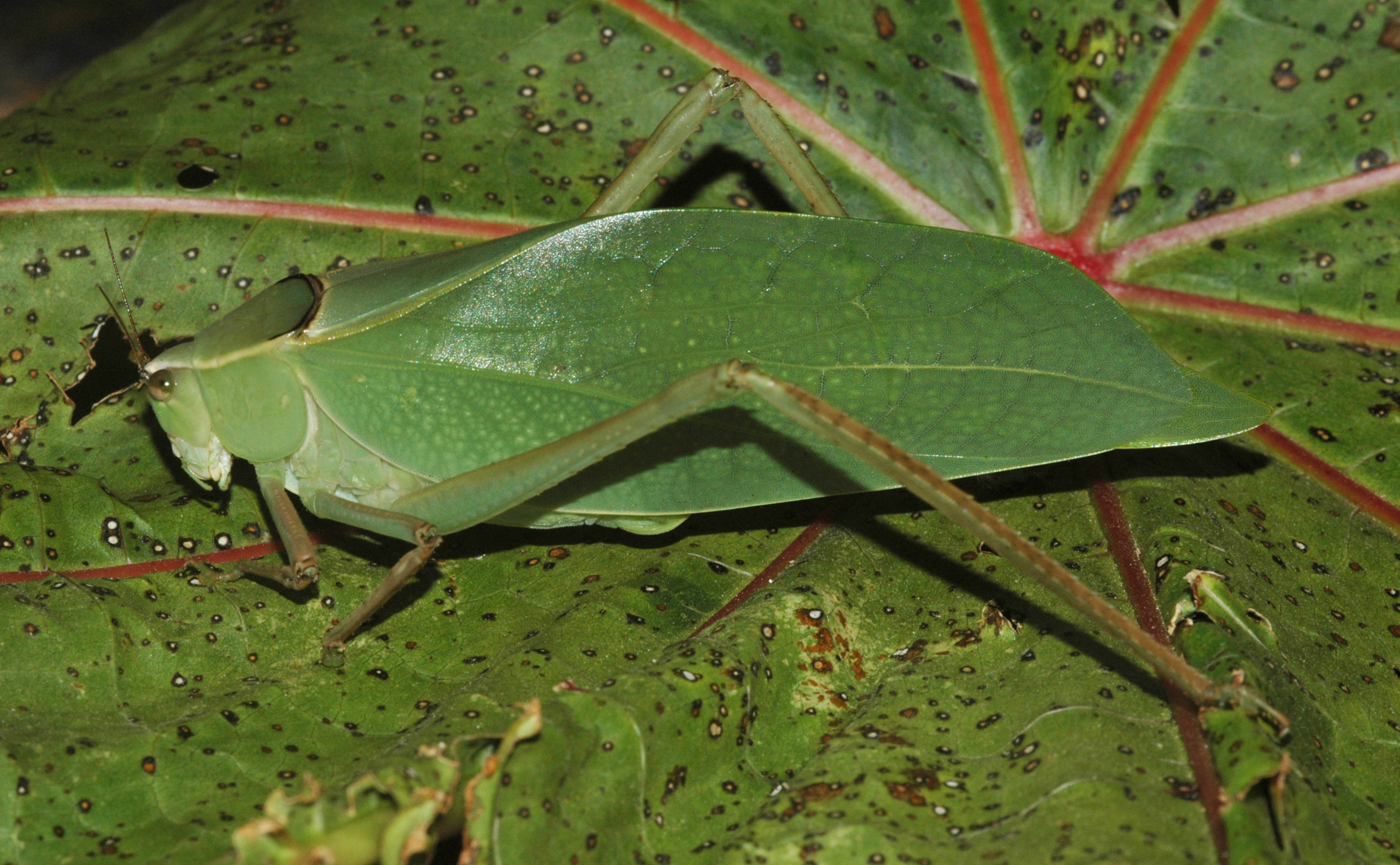 Stilpnochlora quadrata (Scudder, 1869): female. (Otu).