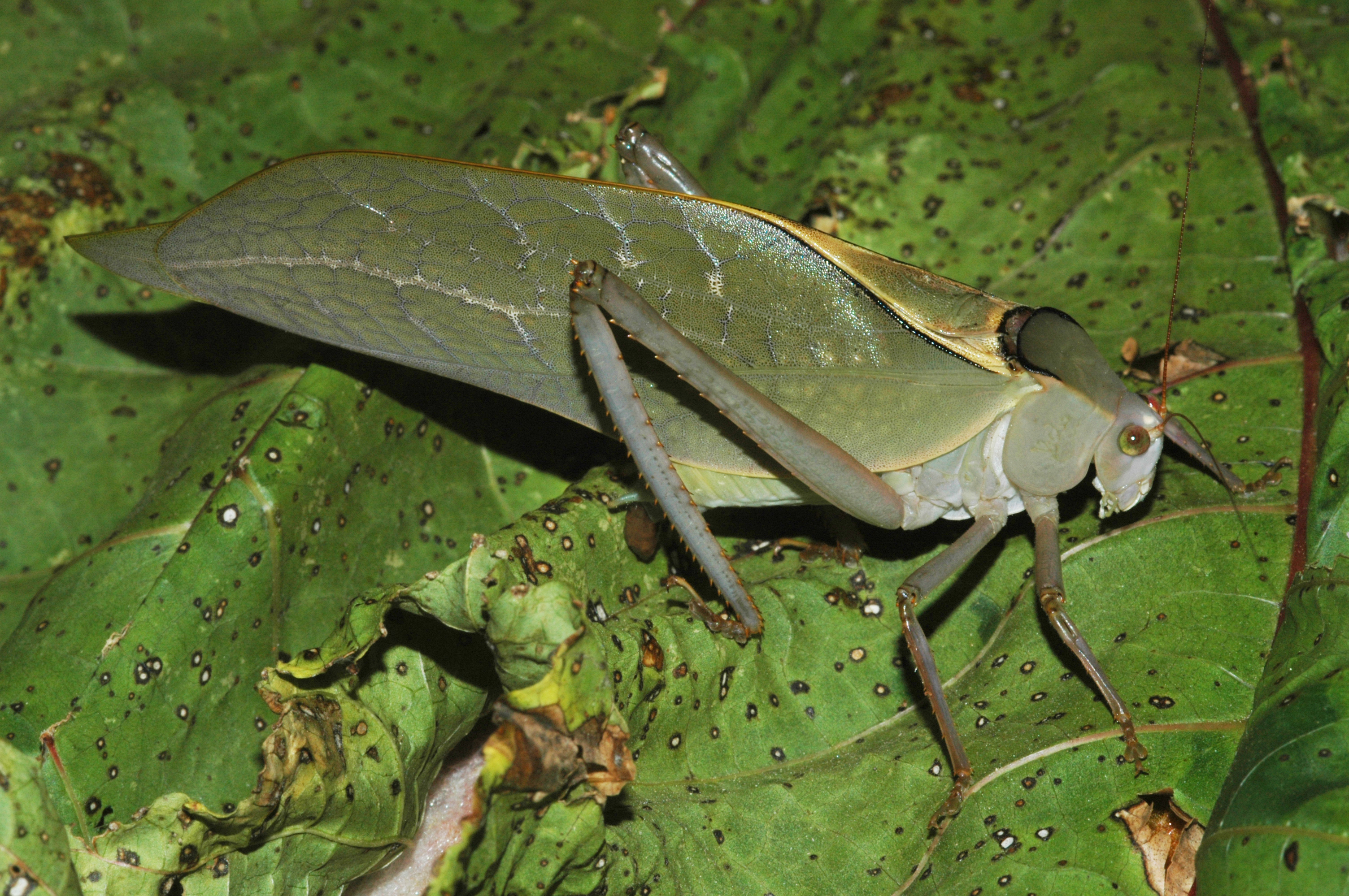 Stilpnochlora azteca (Saussure, 1859): male. (Otu).