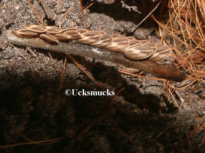 Stilpnochlora rodgersae Emsley, 1970: eggs. (Otu).