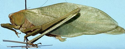Stilpnochlora undulata Emsley, 1970: female, lateral view. (Otu).