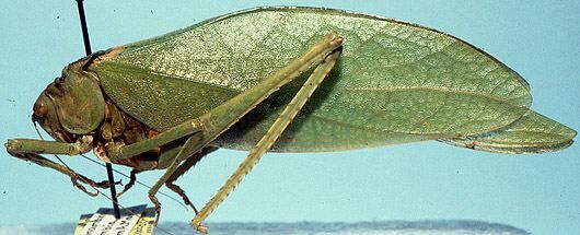 Stilpnochlora incisa Brunner von Wattenwyl, 1878: female, lateral view (allotype of Stilpnochlora corrugata). (Otu).