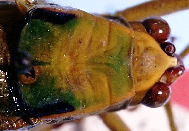 Stilpnochlora lineolata Emsley, 1970: male head and pronotum, dorsal view (allotype). (Otu).