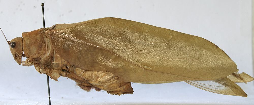 CollectionObject 1539851; e772c871-273d-407f-8a23-667649d2d095: female, lateral view (holotype). (CollectionObject).