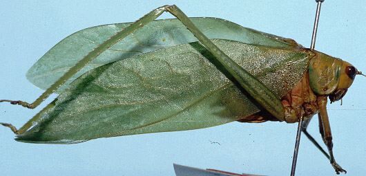 CollectionObject 1522740; bfdf4876-2b34-4043-91b5-a7d87d7ac355: male, lateral view (holotype). (CollectionObject).