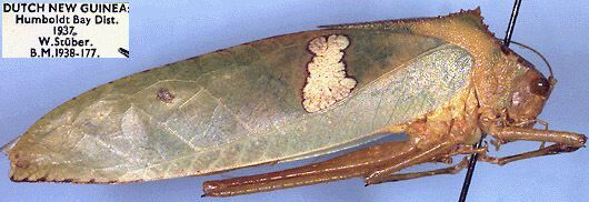 CollectionObject 1516895; 9fe0c19f-5e7b-497d-92cd-4aa40a3ad09b: female (holotype). (CollectionObject).