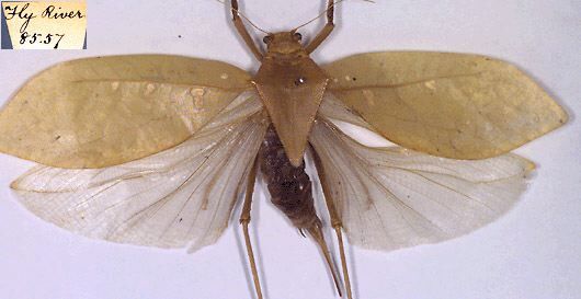 CollectionObject 1516900; 573c3332-9440-49ea-ac31-ec8eb235e571: female (holotype). (CollectionObject).