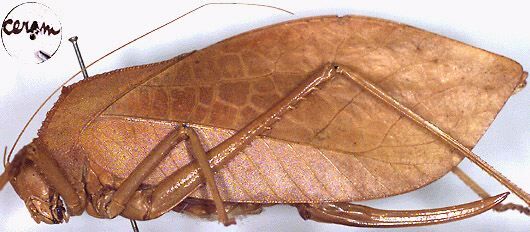 CollectionObject 1516896; 18a0900c-963e-483f-a189-a1ca8c6fce47: female, lateral view (holotype). (CollectionObject).