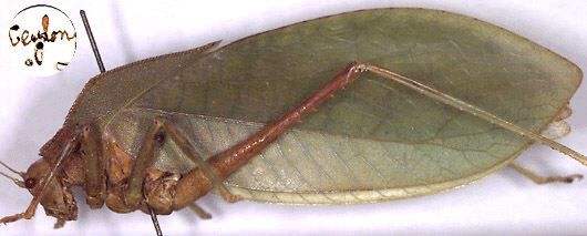 CollectionObject 1516897; fcbac412-a115-4bb1-918b-86946ab599d7: male, lateral view (holotype). (CollectionObject).