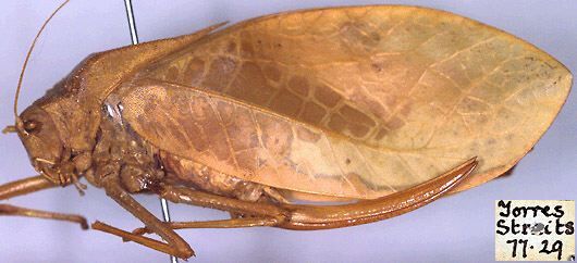 CollectionObject 1516898; 84d52ded-f398-48b4-9ea9-b6df0729b5c1: female, lateral view (holotype). (CollectionObject).