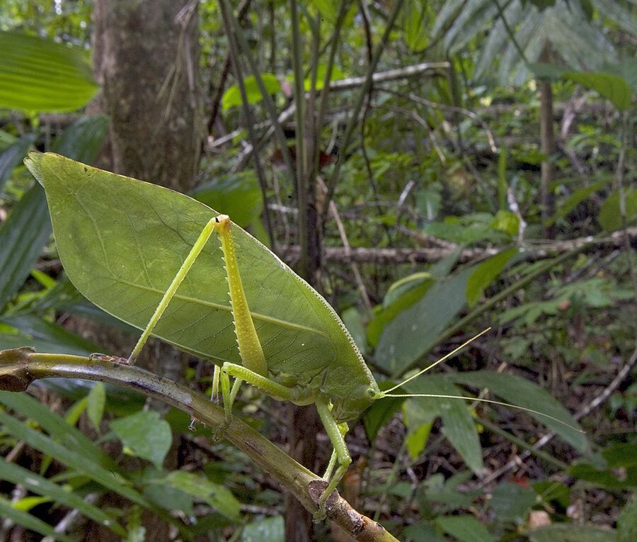 Phyllophorella woodfordi (Kirby, 1899): female. (Otu).