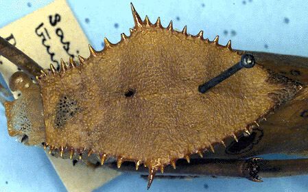 Sasima truncata (Brunner von Wattenwyl, 1898): male pronotum, dorsal view. (Otu).