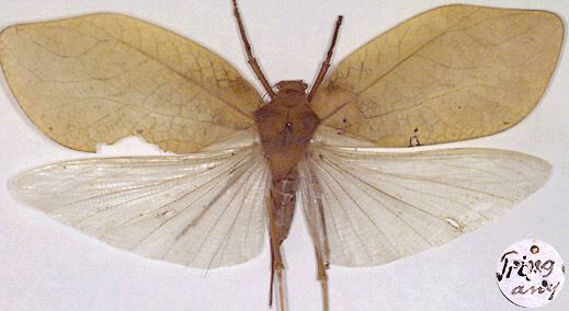 CollectionObject 1516903; 6d09bb76-d6ef-4fc4-8788-5d647736cc5a: female, dorsal view (holotype). (CollectionObject).