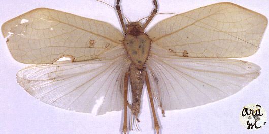 CollectionObject 1516907; eae2bc5a-39fc-45ef-9ae5-0a8374b799aa: male (holotype). (CollectionObject).