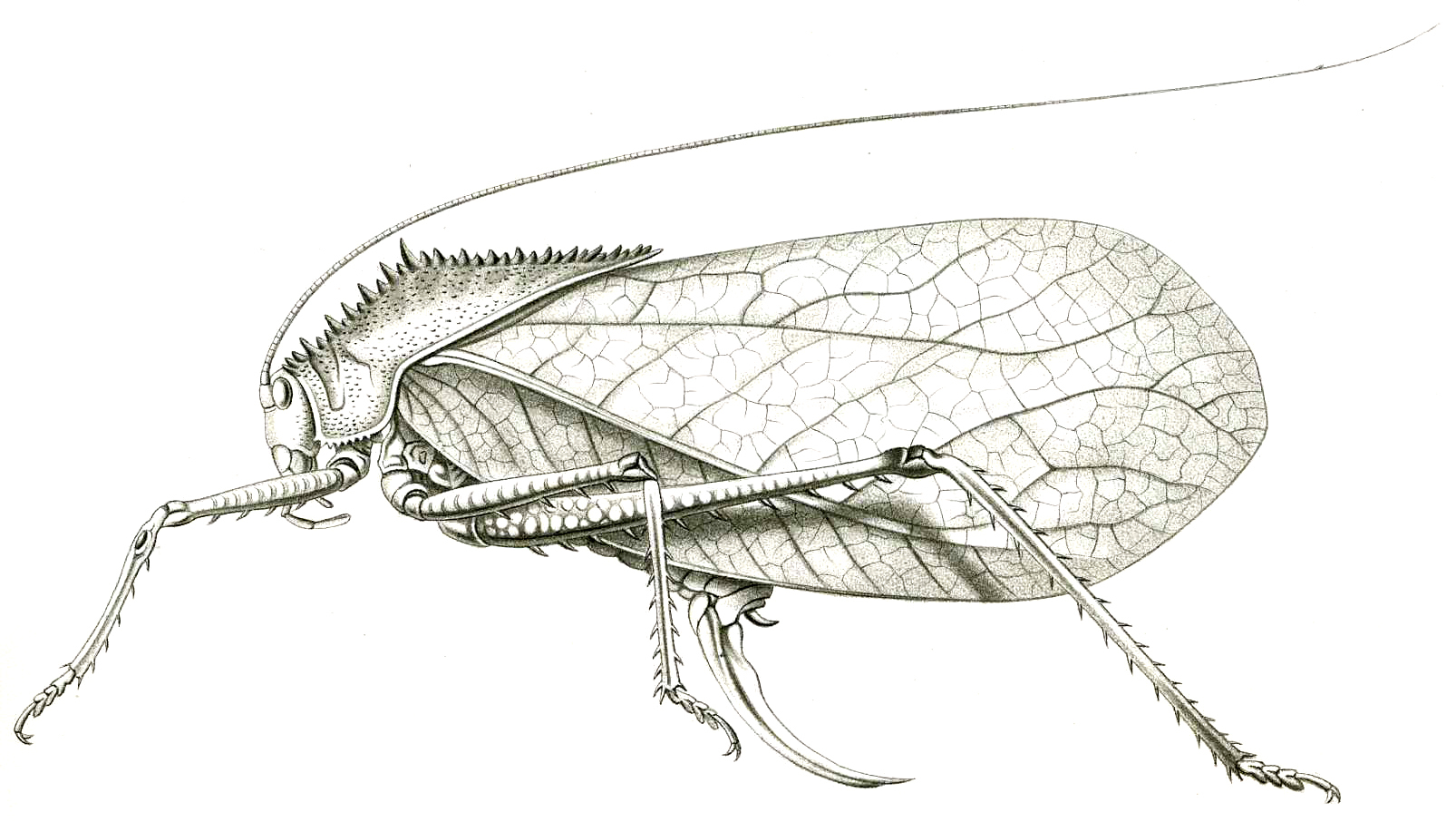 Sasima spinosa spinosa (Brunner von Wattenwyl, 1898): Pl. XIX, Fig. 47. female (pronotum 34, tegmina 85 mm, ovipositor 31 mm). (Otu).