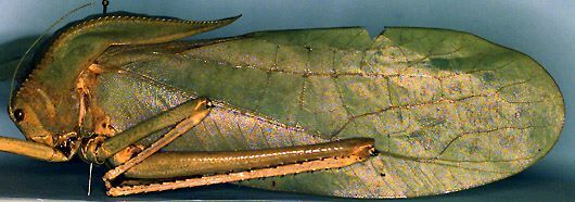 Siliquofera grandis (Blanchard, 1853): female, lateral view (from New Guinea). (Otu).