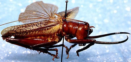 Dicranostomus nitidus Brunner von Wattenwyl, 1895: male, lateral view. (Otu).