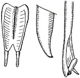 Leptotettix falconarius (De Geer, 1773): male subgenital plate, cercus and titillator. (Otu).