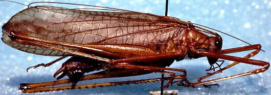 Macrochiton adjutor Brunner von Wattenwyl, 1895: male, lateral view (USNM). (Otu).