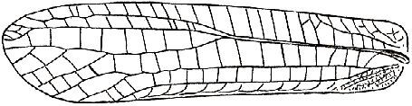 Macrochiton heros Brunner von Wattenwyl, 1895: Fig. 162. female left tegmen (length 70-73 mm). (Otu).