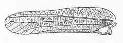 Macrochiton pallidespinosus Brunner von Wattenwyl, 1895: Fig. 163. male tegmen (length 43 mm). (Otu).