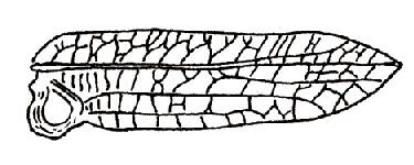 Semileptotettix salvadorii Griffini, 1896: Fig. 157. male right tegmen (length 34 mm). (Otu).