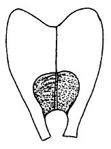 Pantecphylus (Pantecphylus) kamerunus Schmidt, 2003: Fig. 7. male subgenital plate, ventral view. (Otu).