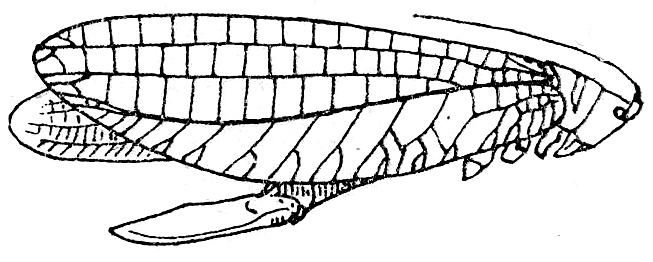 Acanthoprion suspectum (Brunner von Wattenwyl, 1895): Fig. 115. female (tegmen length 44-45 mm, ovipositor 16-17 mm). (Otu).